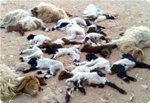 Des colons juifs aspergent les pâturages palestiniens de produits toxiques, un troupeau de moutons décimé